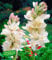 BALDUR Garten Duft-Tuberose The Pearl, 3 Knollen Polianthes tuberosa