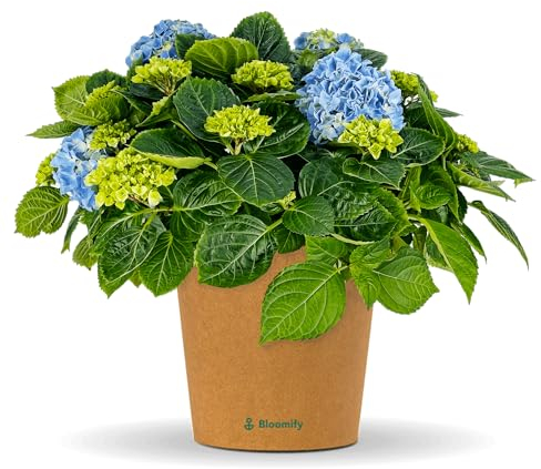 Bloomify® Hortensie Hugo blau | 30 bis 50 cm großer blühfreudige Bauern-Hortensien | winterharte und pflegeleichte Staude für Garten, Balkon oder Kübel | besonders schöne, prächtige Blüten