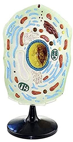 Teaching Organ Model Animal Cell Plant Microscopic Specimens Magnified Anatomy for Study Display Model Anatomical Model Skeleton Model