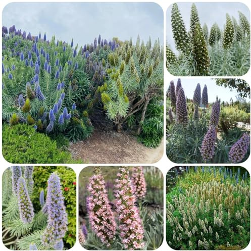 Natternkopf, gartenpflanzen blumendeko Echium vulgare, bodendecker winterhart mehrjährig blumenwiese garten bio 500Samen