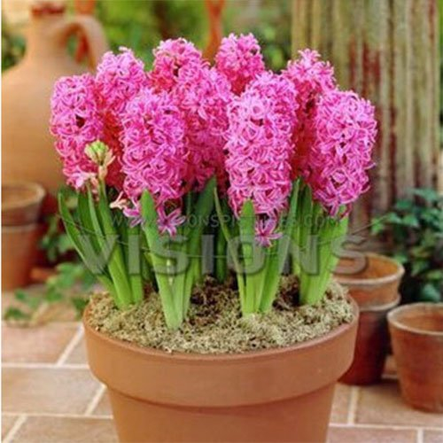 Orange Gartenhyazinthe Samen Hyacinth Topf Bonsai Balkon Blumensamen-DIY Hausgarten 100 Partikel / lot
