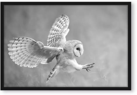 Pixxprint Fliegende Eule bei der Jagd, Poster im Bilderrahmen, Format: 38x30cm, Kunstdruck gerahmt