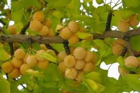 3 semi di frutta Ginkgo Biloba gialli