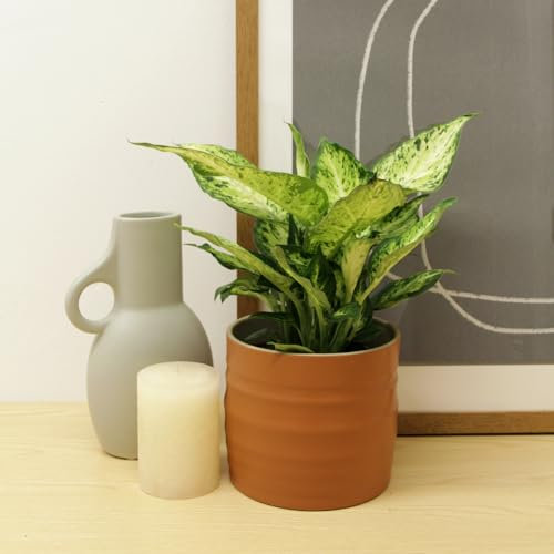 Carbeth Plants 2X Dumb Cane Indoor Plant Dieffenbachia Amy 12cm Pot