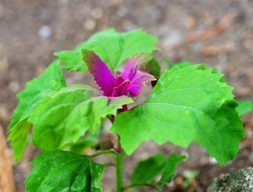 Baumspinat – Chenopodium giganteum – Magentaspreen – 200 Samen