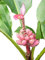 Pinke Zwergbanane (Kenia-Banane) 1000 Samen Musa velutina