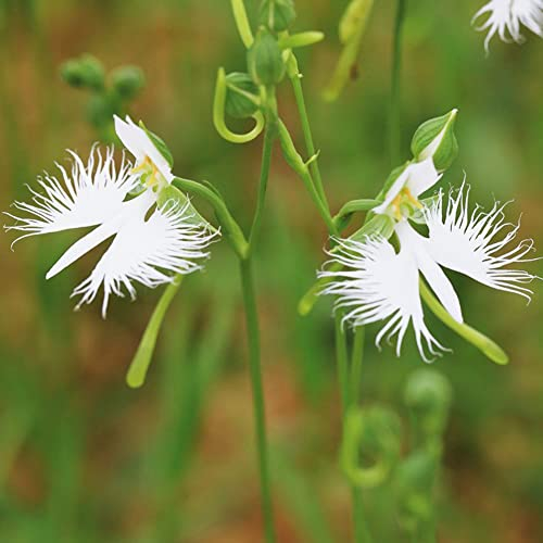 habenaria radiata pflanze kaufen - orchideen samen orchidee Reiher orchideensamen - plants garten geschenke für frauen geschenk seed zimmerpflanzen balkonpflanzen winterhart 300 Stück