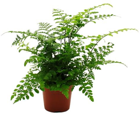 Exotenherz Asplenium dimorphum Parvati besondere Farn-Sorten fürs Zimmer Streifenfarn 12cm Topf ca. 25cm hoch