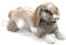 Folkmanis Holland Lop Rabbit Hand Puppet