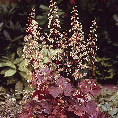 Purpurglöckchen Palace Purple - Heuchera - Für Beet, Kübel und Steingarten - winterhart und mehrjährig - 1 Pflanze im 9 cm Topf von Garten Schlüter - Pflanzen in Top-Qualität