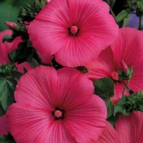 6 x Busch malve 'Burgundy Wine - Lavatera 'Bredon Springs' Topf 9x9cm: Weinrote Blüten, pflegeleicht.