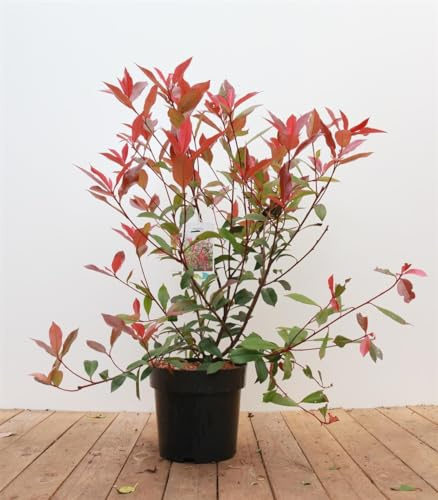 Glanzmispel Photinia fraseri Carré Rouge 60-80 cm winterhart immergrün