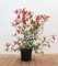 Photinia fraseri 'Carré Rouge' 60-80 cm - Glanzmispel, rote Blätter, immergrün, ideal für Hecken, pflegeleicht und winterhart