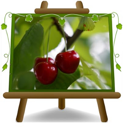 EURO PLANTS VIVAI Cerisier Durone Mora di Cazzano ou Mora di Verona – Plante Fruitière Ancienne - Pot 24 cm - Hauteur 160~180 cm - Âge 4 Ans