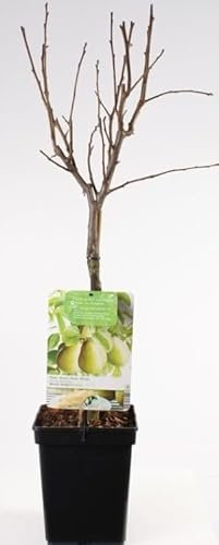 Winter Hardy Fruiting Tree - Beurre Hardy Pear Tree - Potted Tree 4-5ft Tall in 18cm Pot - Self-Fertile pear varietiy