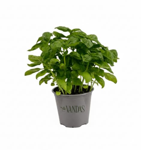 VANDAS Basilico Comune – Pianta Aromatica Fresca | Ideale per Cucina Italiana | Vaso 12.5cm | Foglie Profumate e Rigogliose | Made in Italy (1)