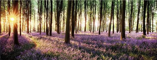 artissimo, Glasbild, 80x30cm, AG1898A, Purple forest, Landschaft, Wald, Bild aus Glas, moderne Wanddekoration aus Glas, Wandbild Wohnzimmer modern
