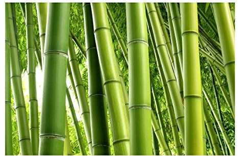 Bambus Tapete - Vliestapete Premium - Bamboo Trees - Fototapete Bambus Breit Vlies Tapete Wandtapete Wandbild Foto 3D Fototapete, Größe HxB: 255cm x 384cm