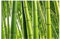 Bambus Tapete - Vliestapete Premium - Bamboo Trees - Fototapete Bambus Breit Vlies Tapete Wandtapete Wandbild Foto 3D Fototapete, Größe HxB: 255cm x 384cm