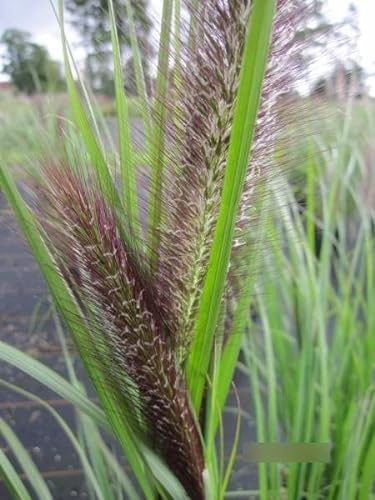 Lampenputzergras Red Head - Pennisetum alopecuroides Red Head