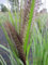 Lampenputzergras Red Head - Pennisetum alopecuroides Red Head