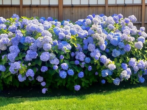 Bulbi di Ortensia Blu - Hydrangea - Perenne, Resistente, Facile da Coltivare, Ideale per Vaso e Giardino-1pcs-h