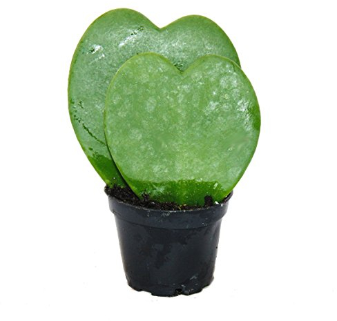 Exotenherz - Hoya kerii - Herzblatt-Pflanze, Herzpflanze oder Kleiner Liebling - Doppelherz im 6cm Topf