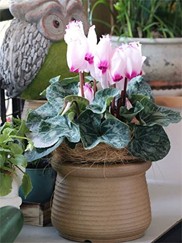 80 Stück cyclamen winterhart samen Alpenveilchen balkonpflanzen gärtnern blumenwiese mehrjährig winterhart stauden garten blumen alte sorten saatgut bonzai