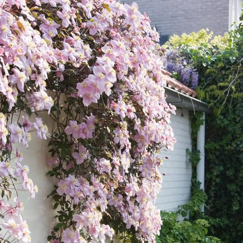 Plant Theory 3 Litre Pot 60cm Cane Clematis Montana Mayleen Climbing Plant
