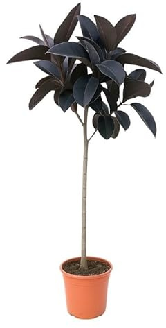 Ficus Elastica Abidjan Zimmerpflanze 130 cm