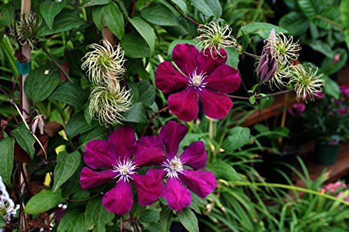Clematis Kletterpflanzen 40-100cm topfgewachsen, verschiedene Sorten/Farben (80-100, Rot)