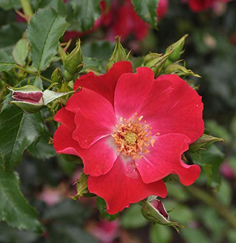 Kletterrose Dortmund 30-60cm