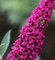 Sommerflieder Royal Red 60-80cm - Buddleja