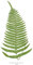 Wee Blue Coo Farnpolypodium Catherine Kunstplakat Ungerahmter Druck 30x40 cm