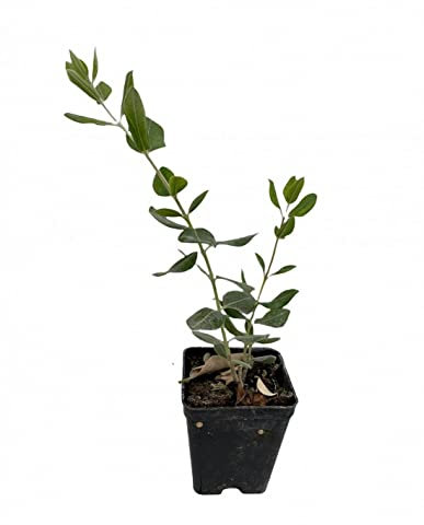 Pianta Feijoa Sellowiana - Dimensione Vaso Vaso 7cm