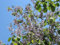 Blauglockenbaum Paulownia tomentosa Pflanze 15-20cm Kaiserbaum Kaiser-Paulownie