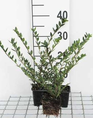 12 x Lonicera pileata - Kriech-Heckenkirsche - Topf 9 cm x 9 cm