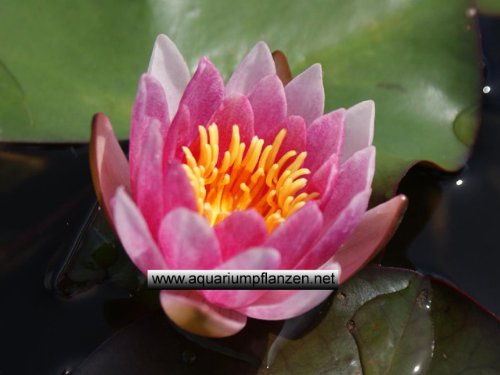 1 Halbzwergseerose Sorte Laydekeri Lilacea, lila Blüte, Teichpflanzen, Wasserpflanzen