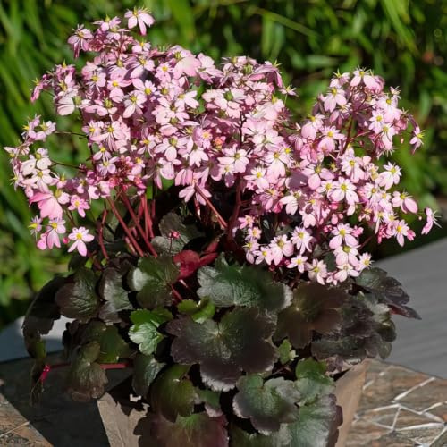 Saxifrage ‘Dancing Pixies Tilda’. Plug Plant x 3. Star shaped, pink flowers. Available from Bedwen Plants