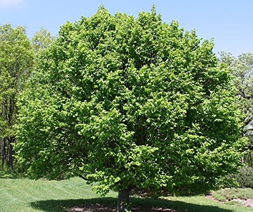 Müller Münchehof GmbH Baum des Jahres 1996 - Hainbuche im Container Größe 100 bis 125 cm