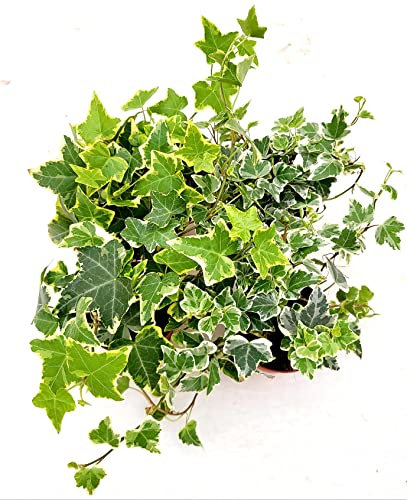 POWERS TO FLOWERS - EDERA VASO 9 VARIEGATA GIALLA e BIANCA, 4 PIANTE, VASO 9CM DIAMETRO, piante vere