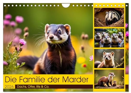 Die Familie der Marder (Wandkalender 2026 DIN A4 quer), CALVENDO Monatskalender: Dachs, Otter, Iltis & Co. (CALVENDO Tiere)