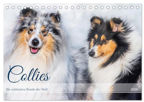 Collies - die schönsten Hunde der Welt (Tischkalender 2026 DIN A5 quer), CALVENDO Monatskalender: 13 wundervolle Fotos der Fotografin Sigrid Starick ... begleiten und durch das Jahr (CALVENDO Tiere)