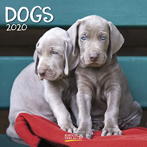 Dogs 2021: Broschürenkalender mit Ferienterminen. Hunde und Welpen. 30 x 30 cm