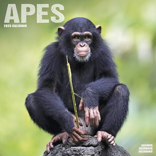 Apes 2025 Square Wall Calendar | Animal, Wildlife, Primate Calendar