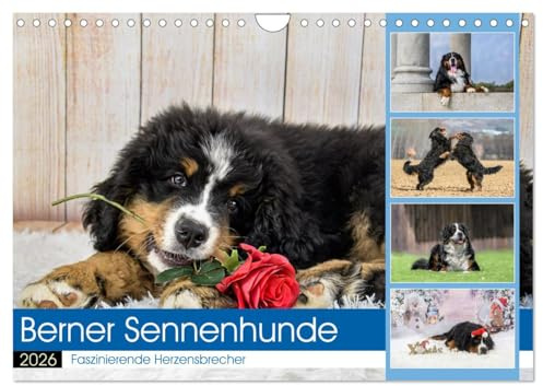 Berner Sennenhunde - Faszinierende Herzensbrecher (Wandkalender 2026 DIN A4 quer), CALVENDO Monatskalender: Eine Rasse, die jeden in ihren Bann zieht! (CALVENDO Tiere)