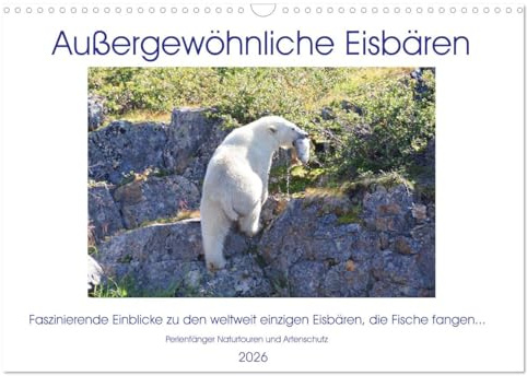 Das Leben der etwas anderen Eisbären! (Wandkalender 2026 DIN A3 quer), CALVENDO Monatskalender: Aus dem Leben der etwas anderen Eisbären! (CALVENDO Tiere)