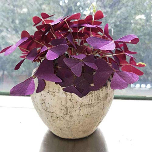 100 unidades/bolsa de semillas de trébol morado para decoración de escritorio para mujeres, hombres, niños, principiantes, jardineros regalo