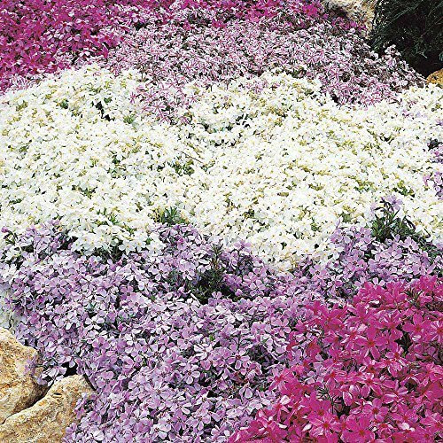 Creeping Phlox Subulata 'Mixed Varieties' Perennial Garden Plug Plants Pack x6