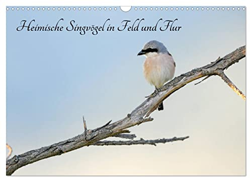 Heimische Singvögel in Feld und Flur (Wandkalender 2026 DIN A3 quer), CALVENDO Monatskalender: In Deutschland heimische Meisen, Sieglitz, Gimpel, ... und andere Singvögel (CALVENDO Tiere)